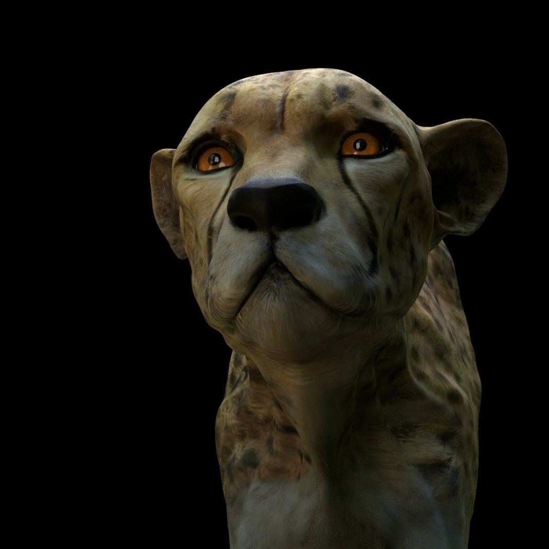 Cheetah Head 3D model_4