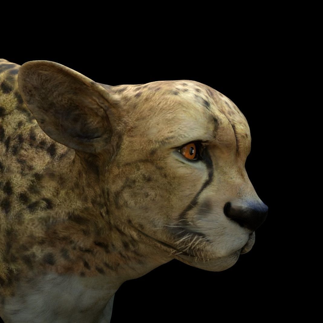 Cheetah Head 3D model_3