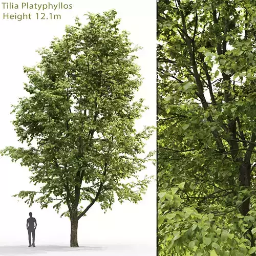 Tilia platyphyllos 04 H12m