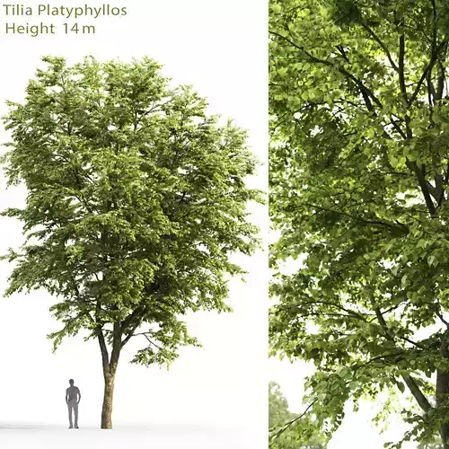 Tilia platyphyllos 05 H14m 3D model