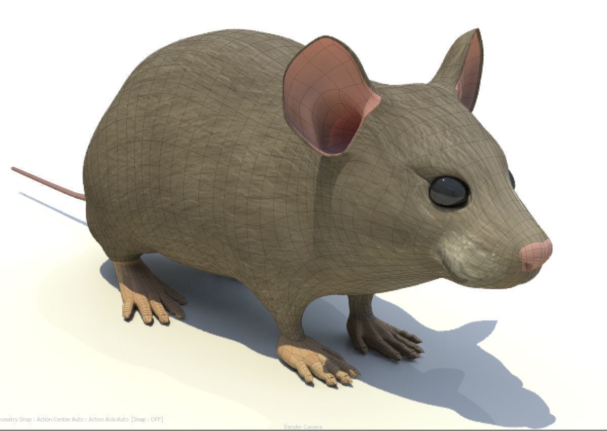Mouse - animal 3D model_4