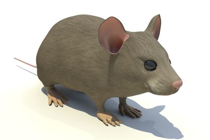 Mouse - animal 3D model_1