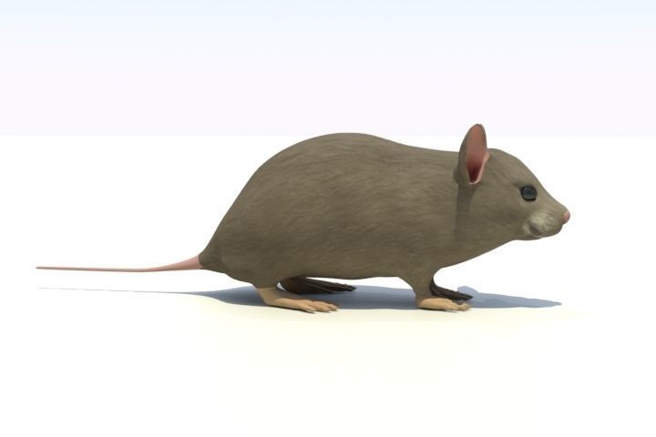 Mouse - animal 3D model_2