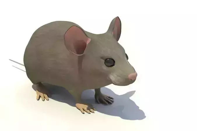 Mouse - animal 3D model