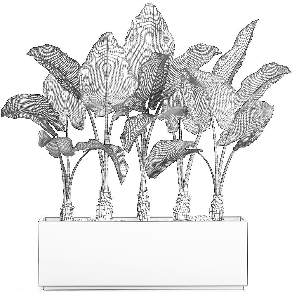 Alocasia in a white flowerpot for decor and interior design 511 3D model_7