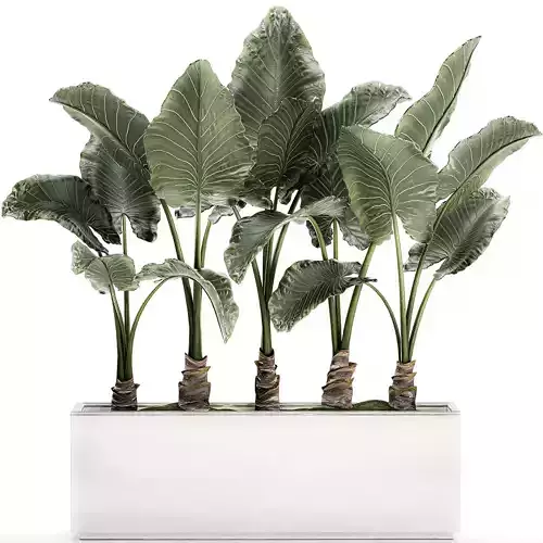 Alocasia in a white flowerpot for decor and interior design 511 3D model