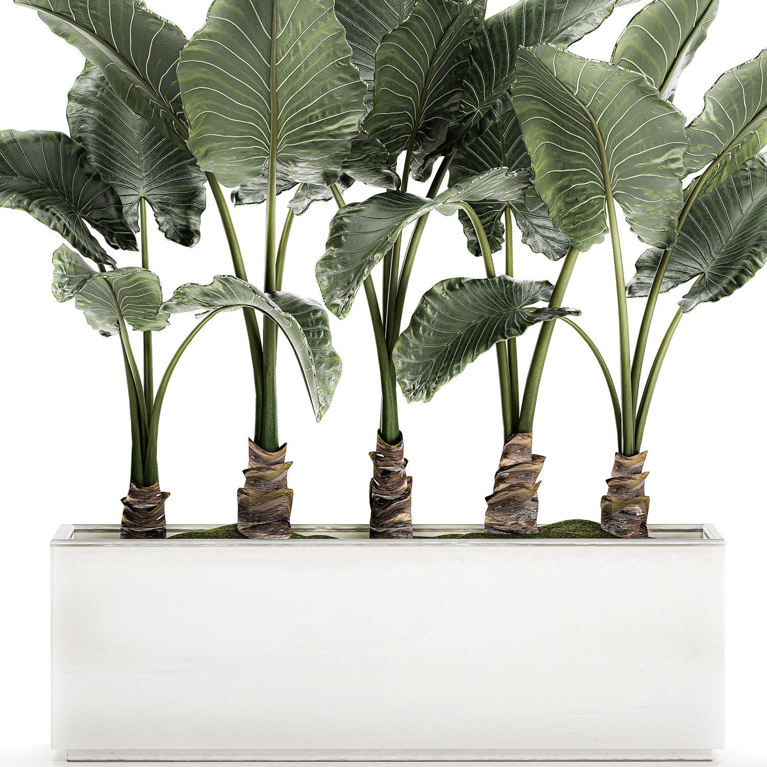 Alocasia in a white flowerpot for decor and interior design 511 3D model_3