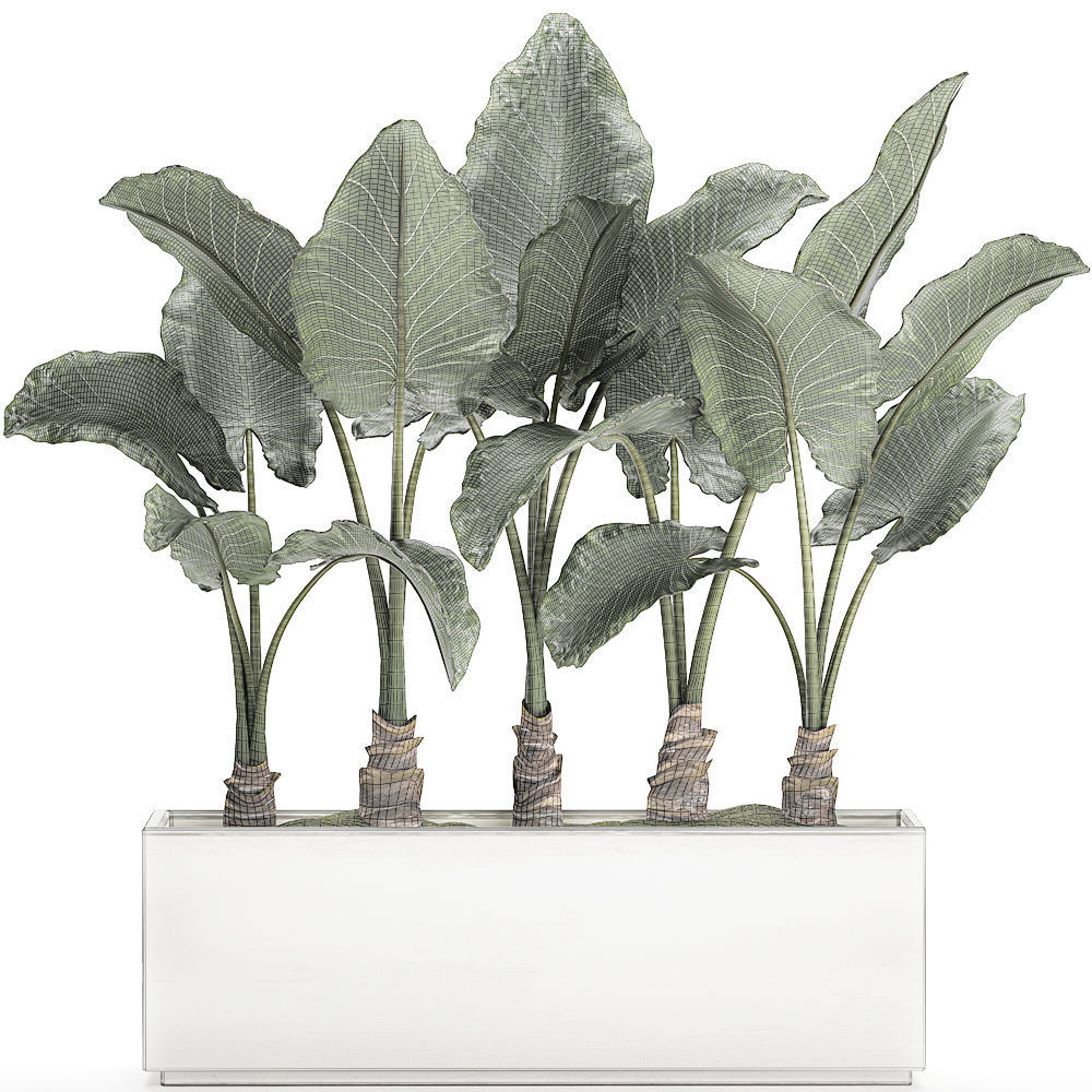 Alocasia in a white flowerpot for decor and interior design 511 3D model_6