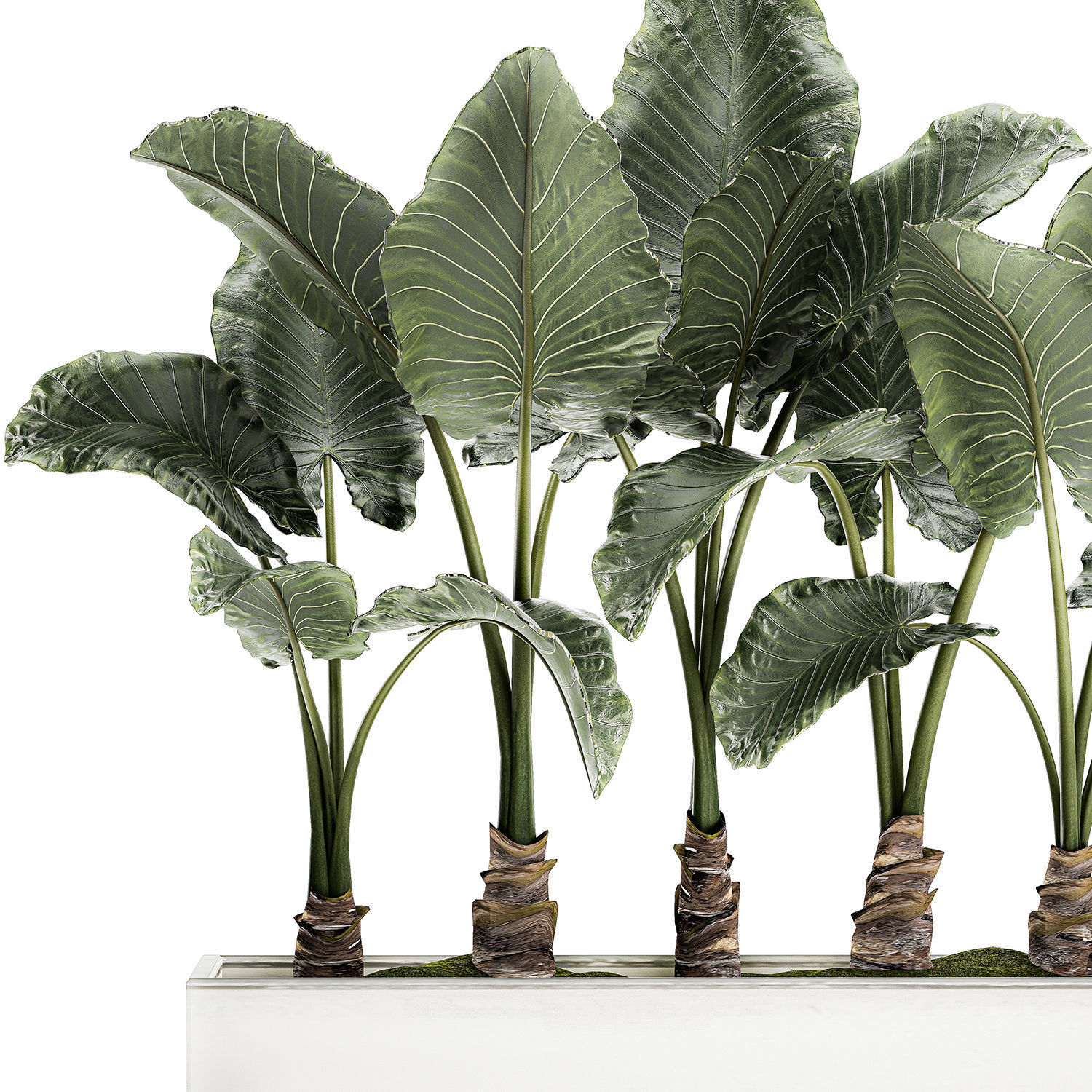Alocasia in a white flowerpot for decor and interior design 511 3D model_2