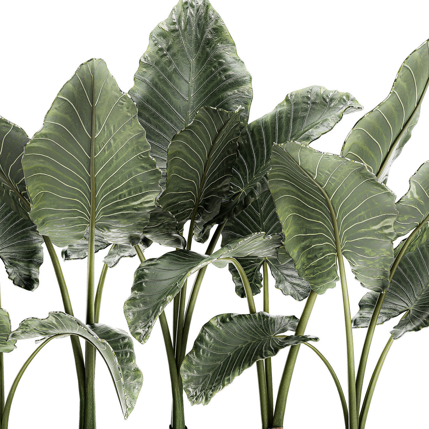 Alocasia in a white flowerpot for decor and interior design 511 3D model_1