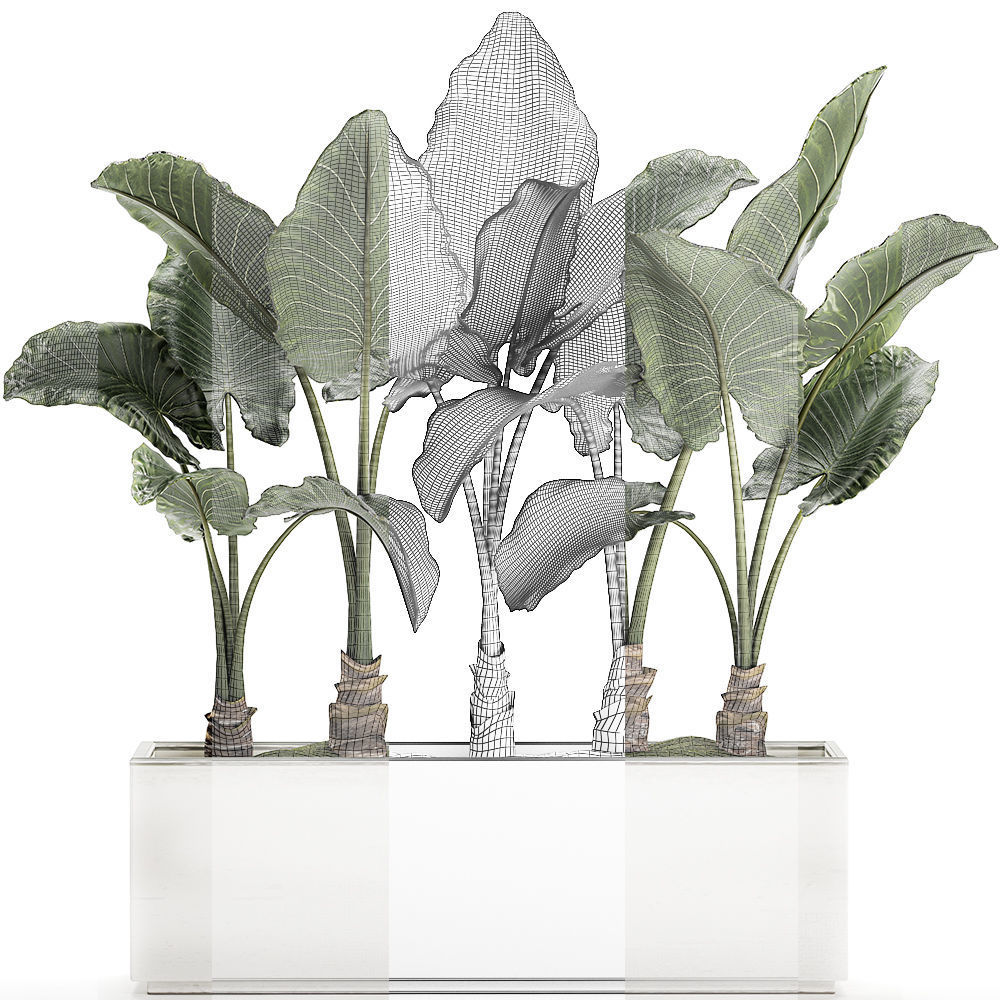 Alocasia in a white flowerpot for decor and interior design 511 3D model_5