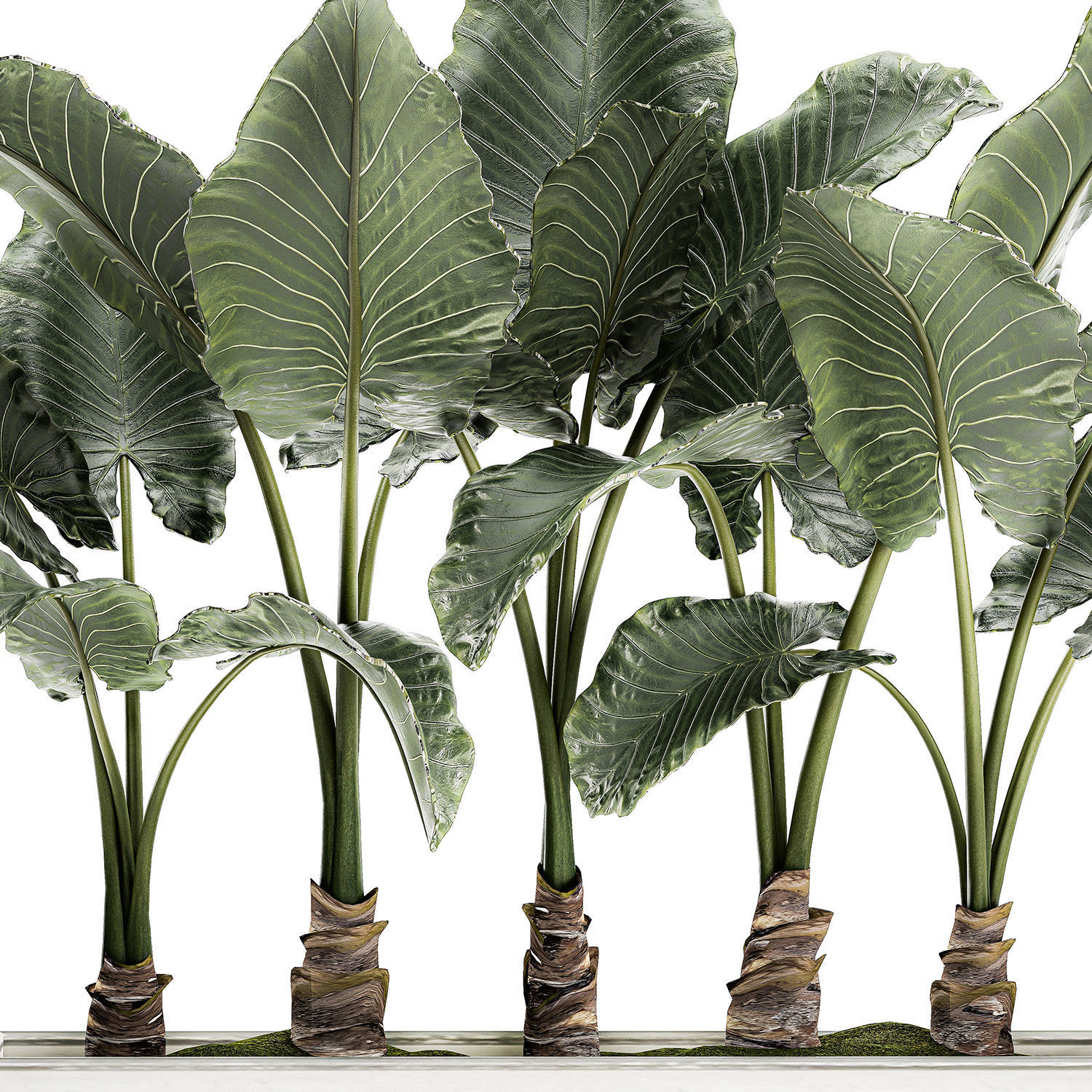 Alocasia in a white flowerpot for decor and interior design 511 3D model_4