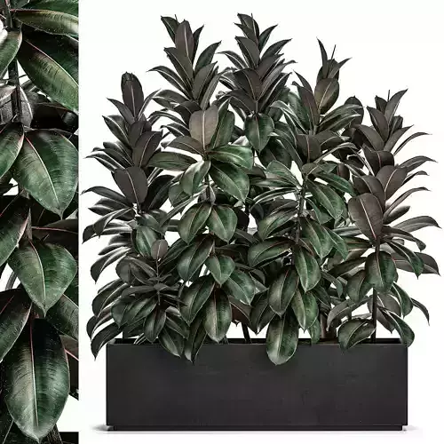 Ficus robusta in a black flowerpot 514