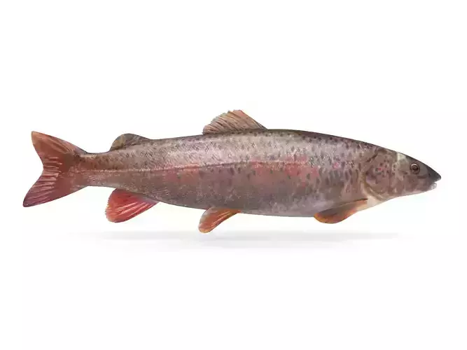Fish model trout 3D model