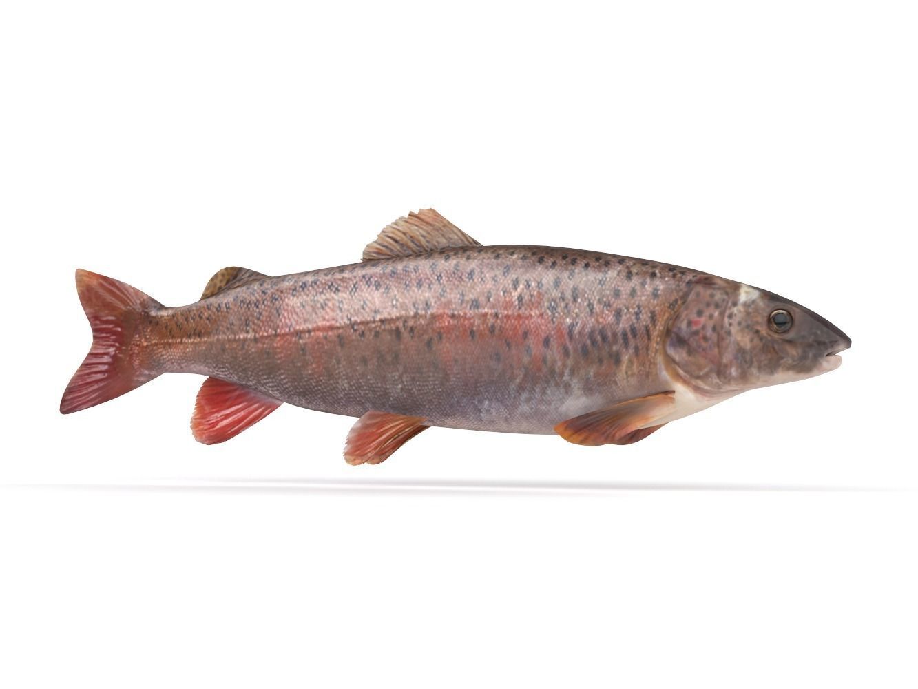 Fish model trout 3D model_1