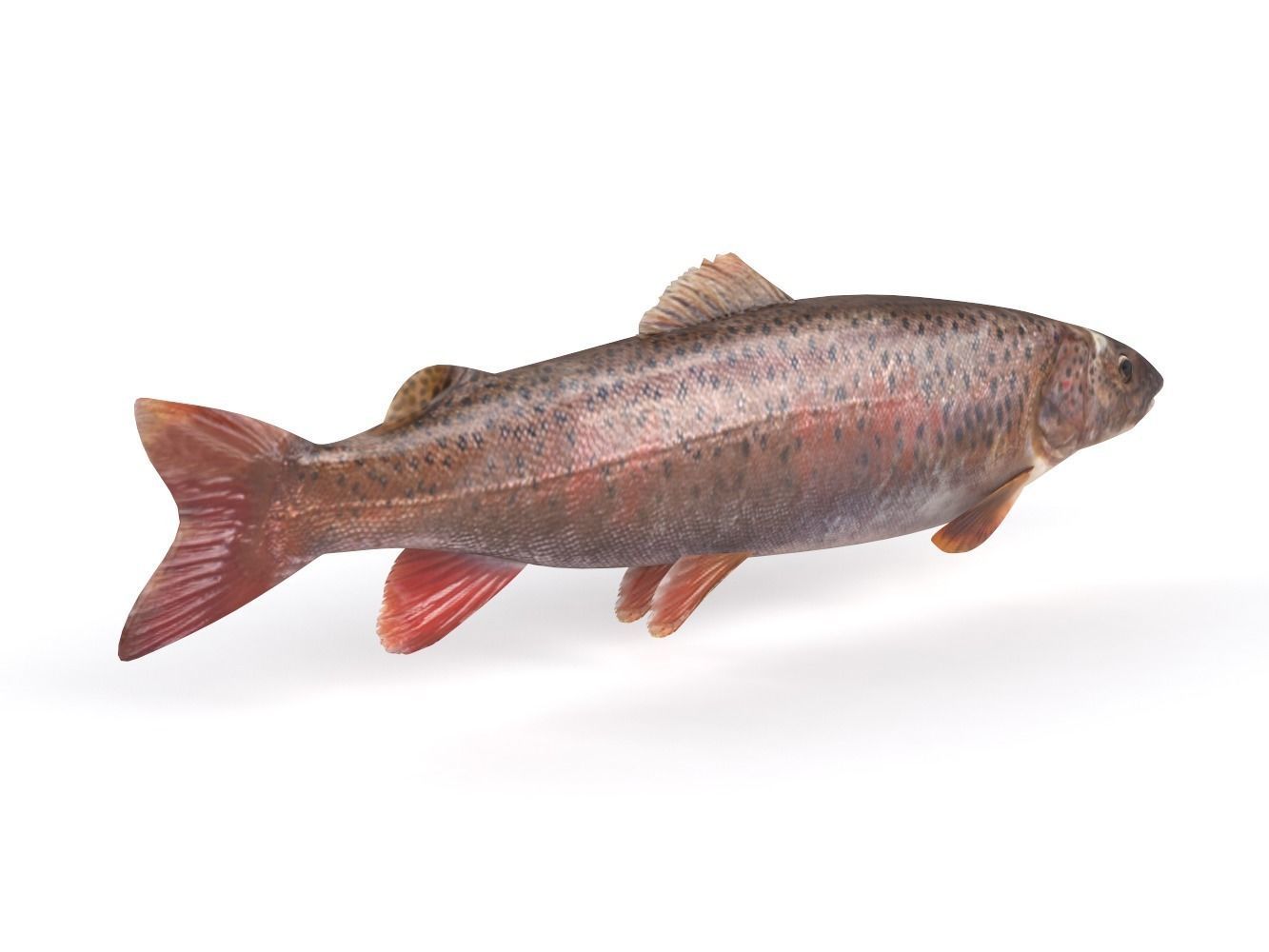 Fish model trout 3D model_2