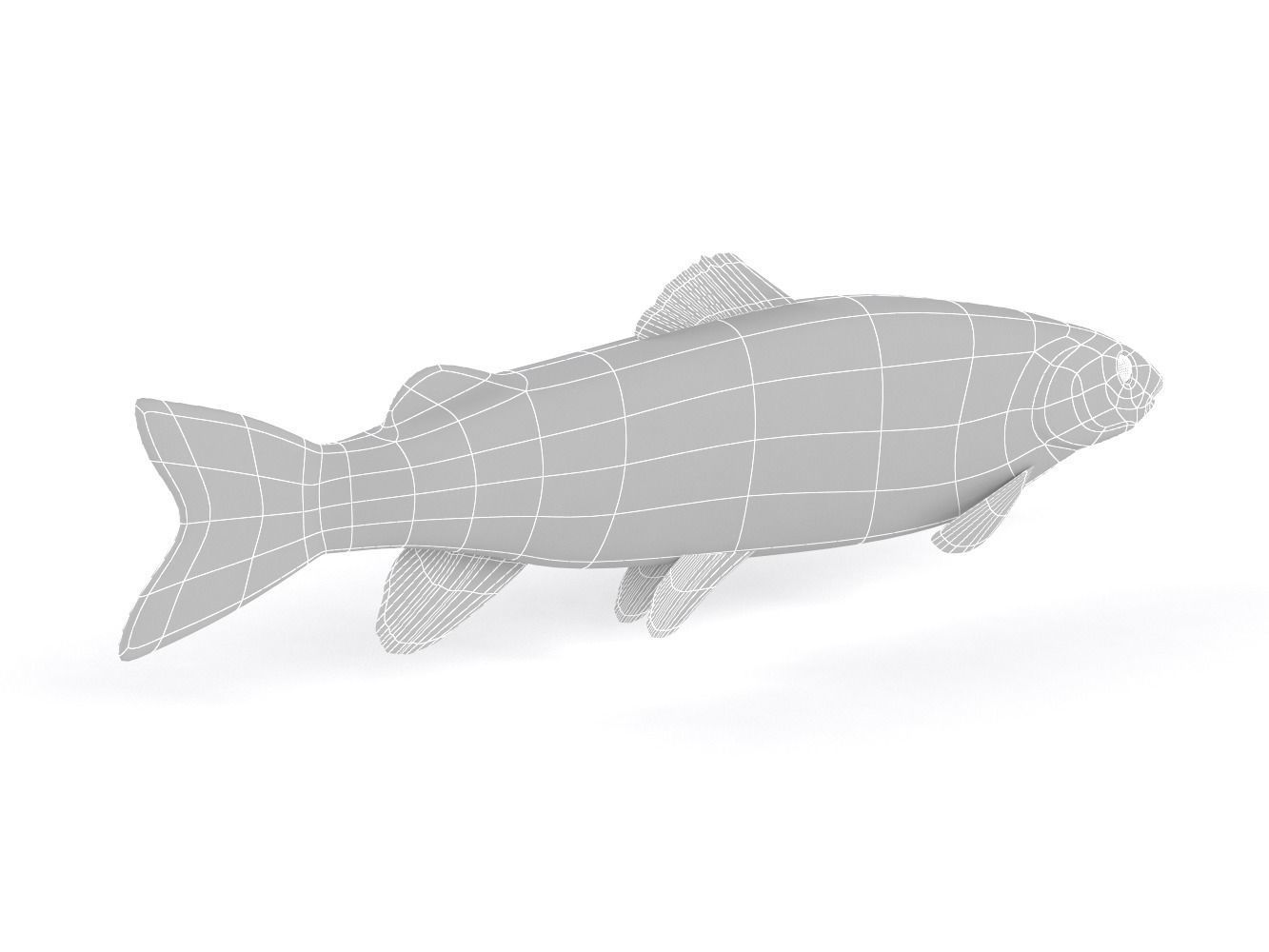 Fish model trout 3D model_8