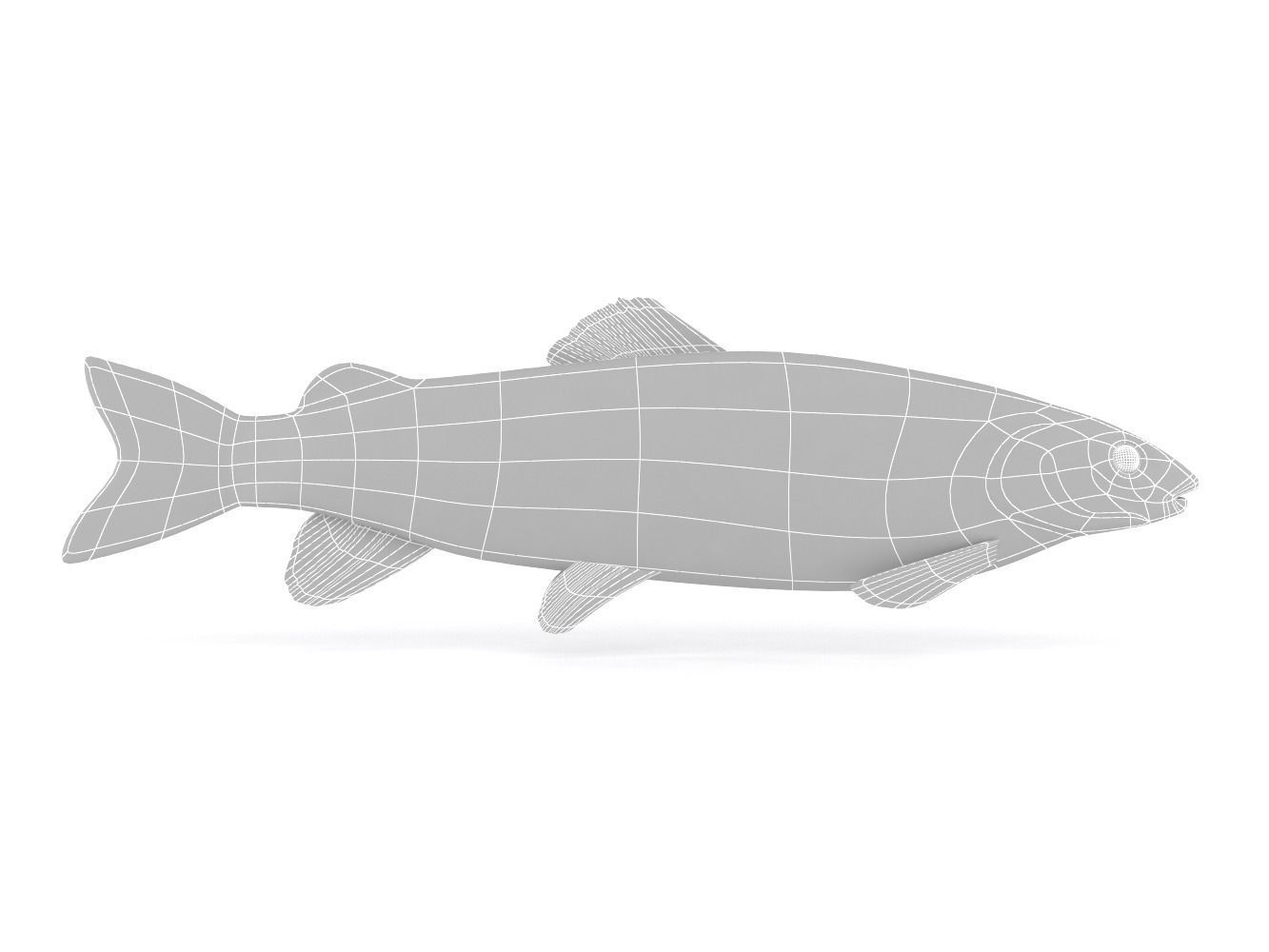 Fish model trout 3D model_6