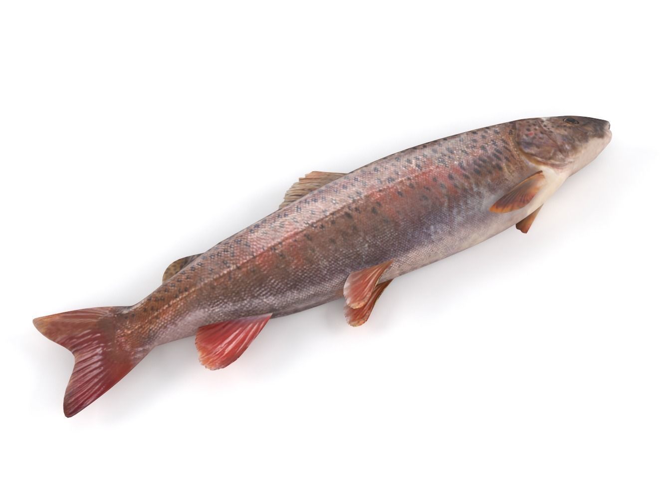Fish model trout 3D model_5