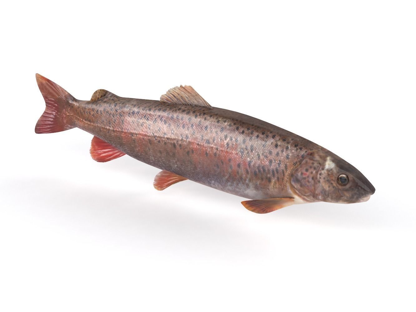 Fish model trout 3D model_4