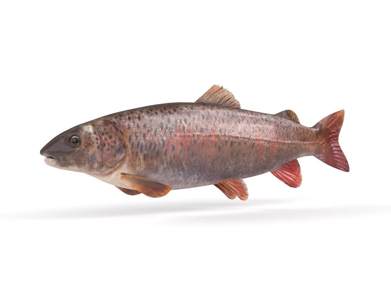 Fish model trout 3D model_3
