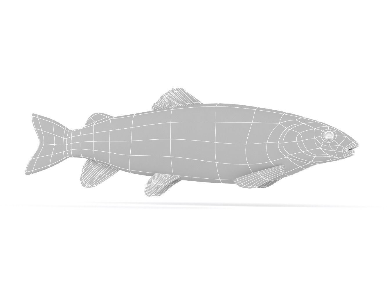 Fish model trout 3D model_7