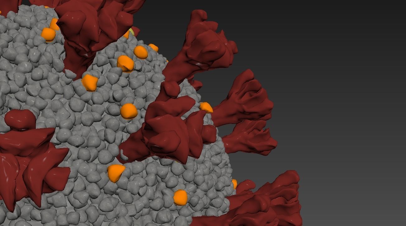 CORONA VIRUS COVID-19 i 3D model_9