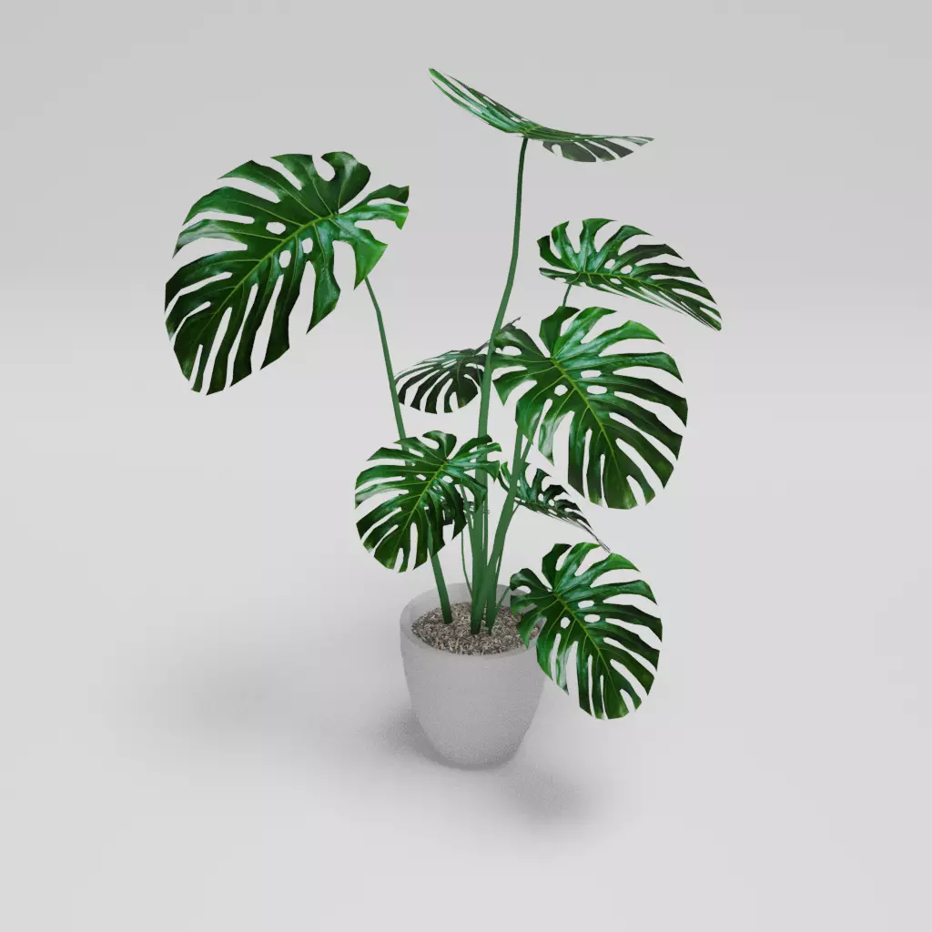 Monstera Deliciosa Plant 3D model
