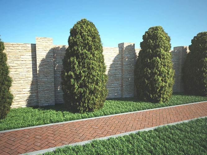 Thuja Occidentalis Brabant 3D model