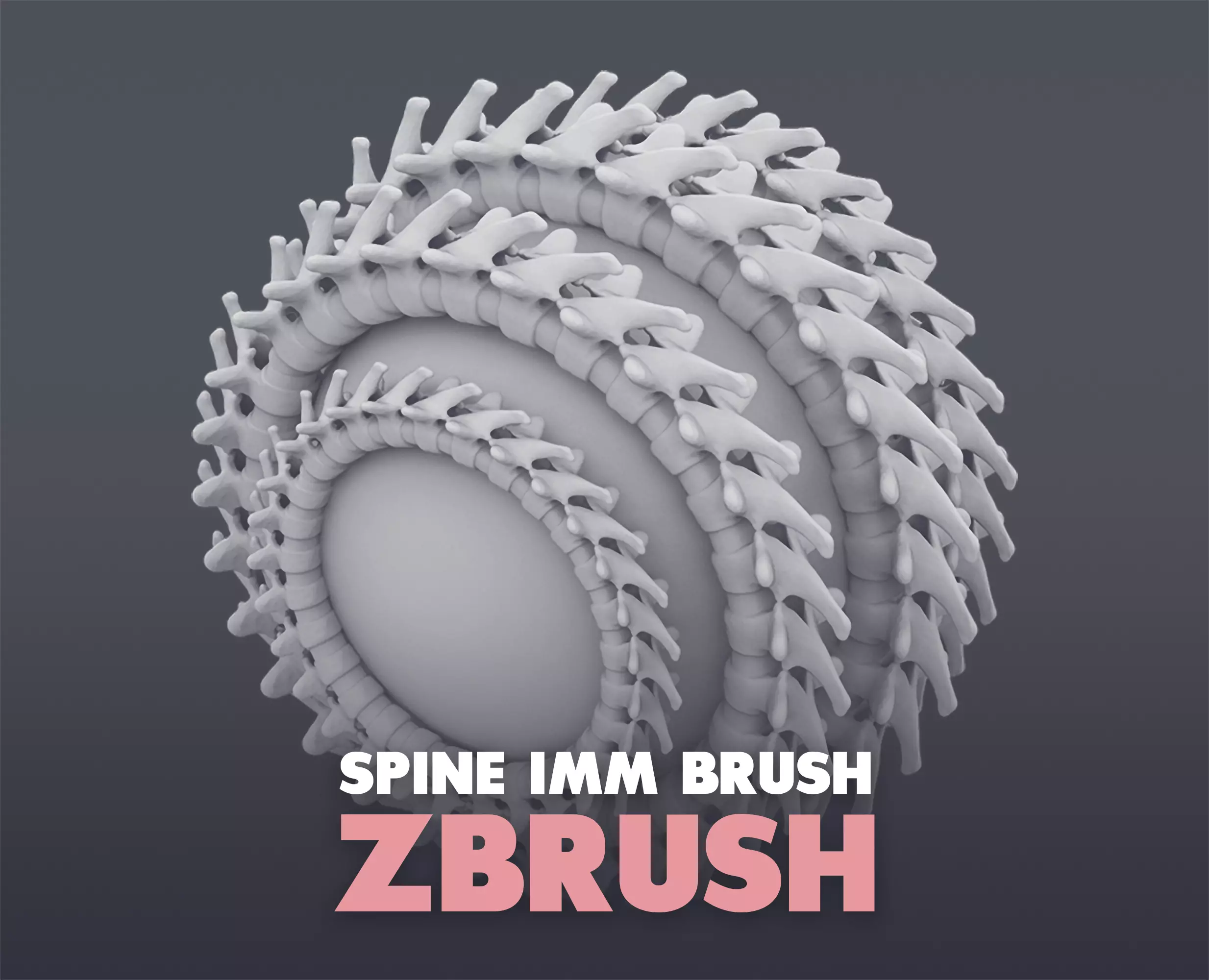 Spine IMM Brush for ZBrush 3D model_0