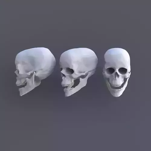 Skull human