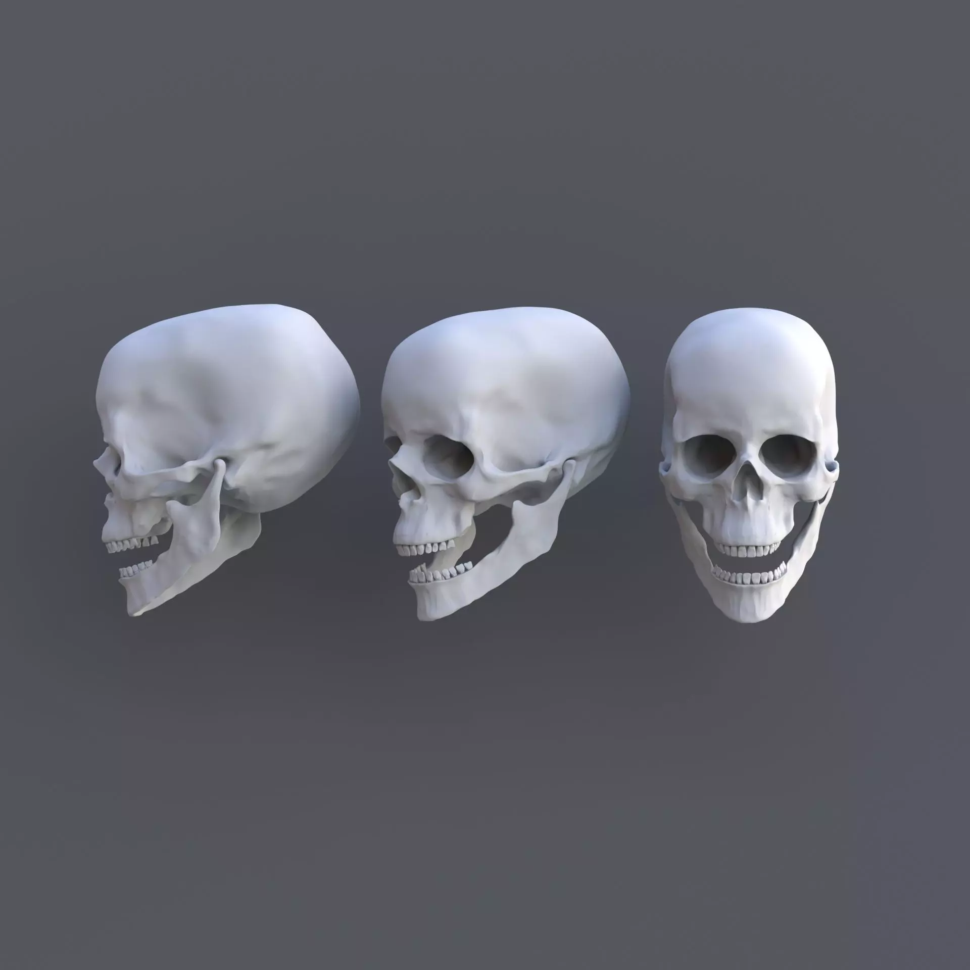 Skull human 3D model_0