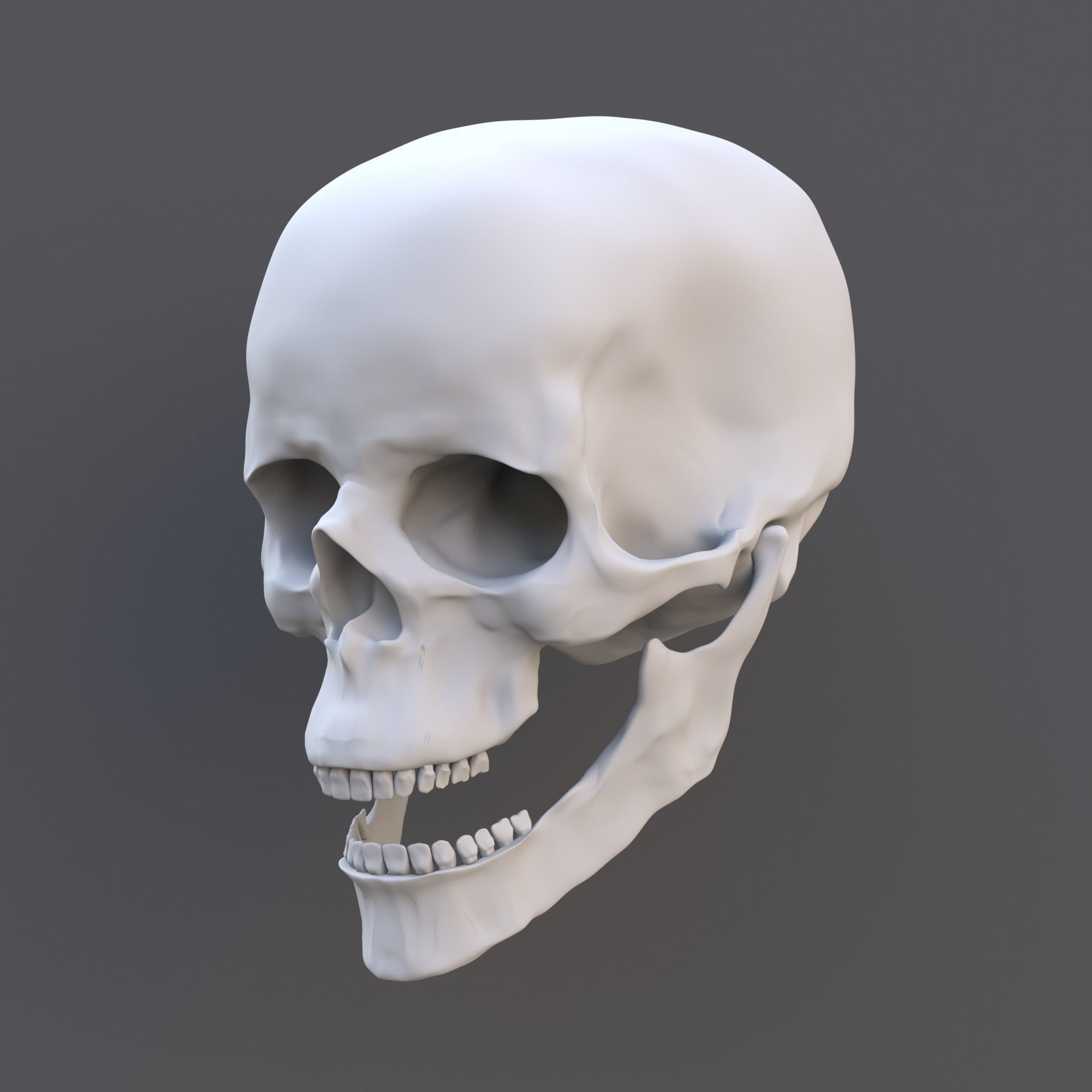 Skull human 3D model_2