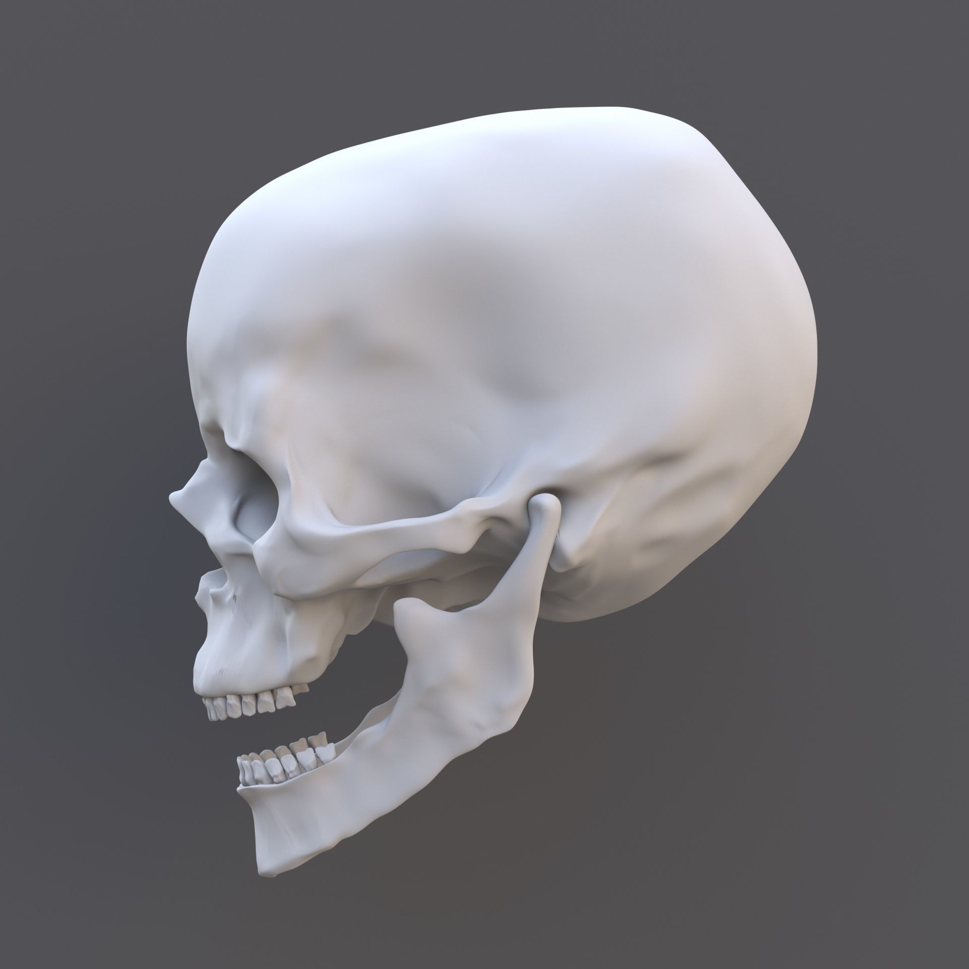 Skull human 3D model_4