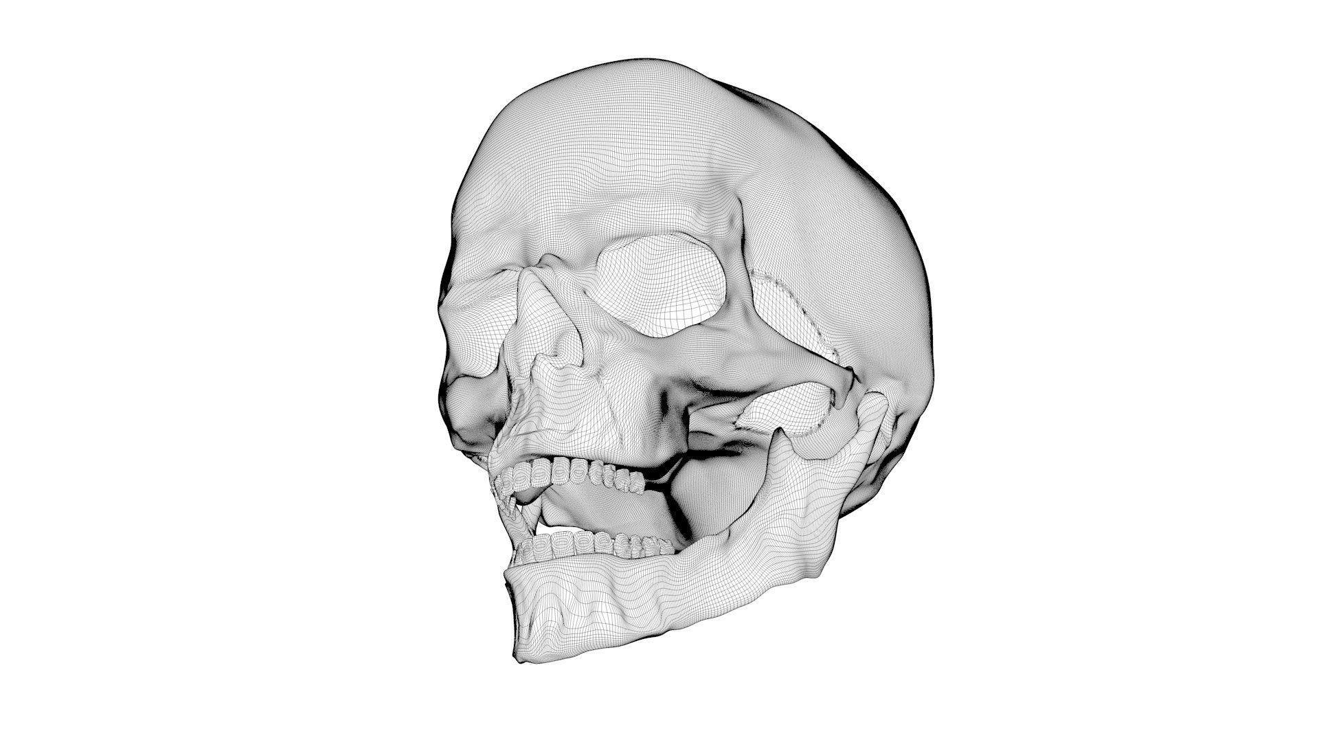 Skull human 3D model_6