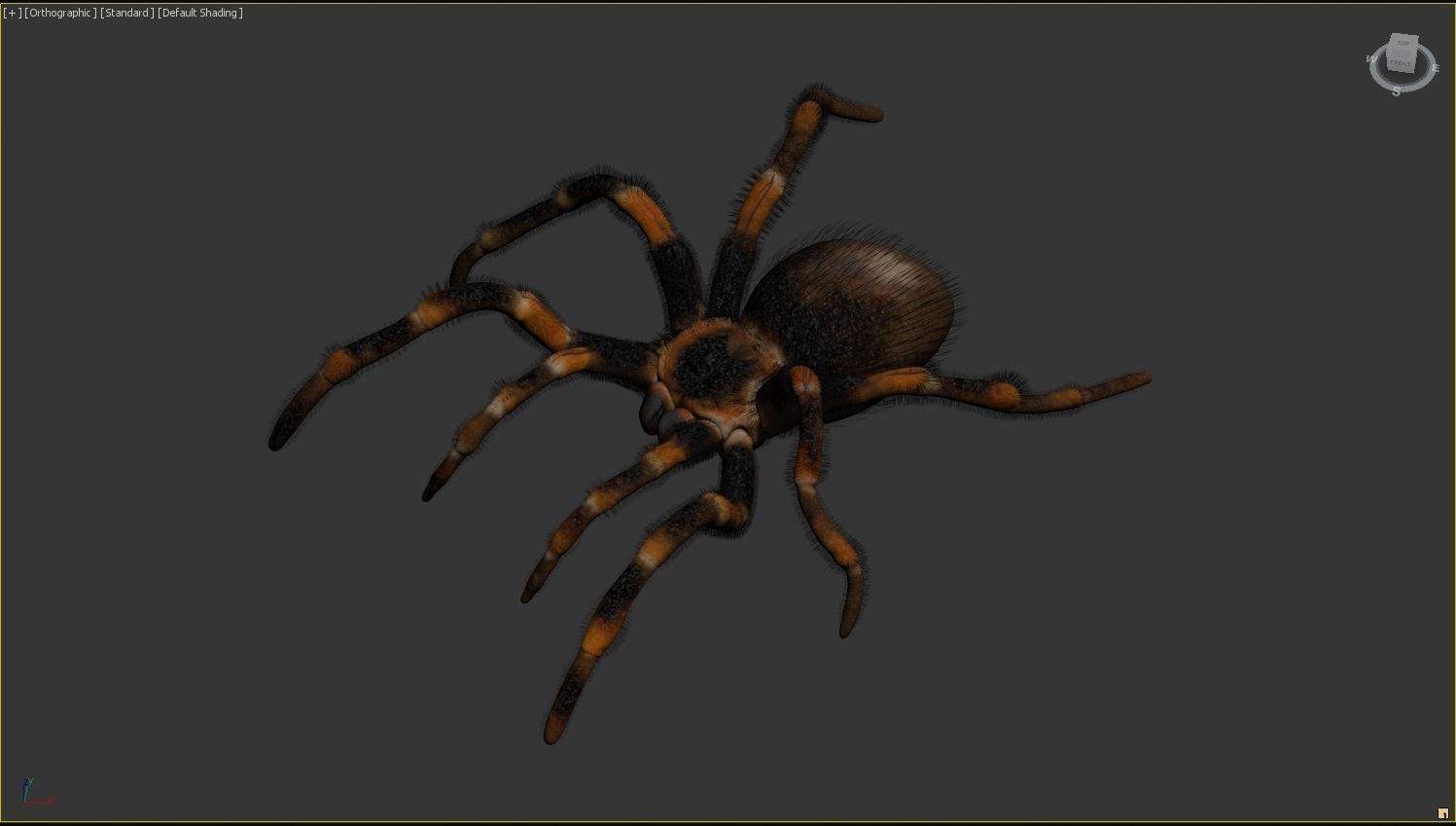 Red-knee Tarantula Brachypelma smithi  3D model_19