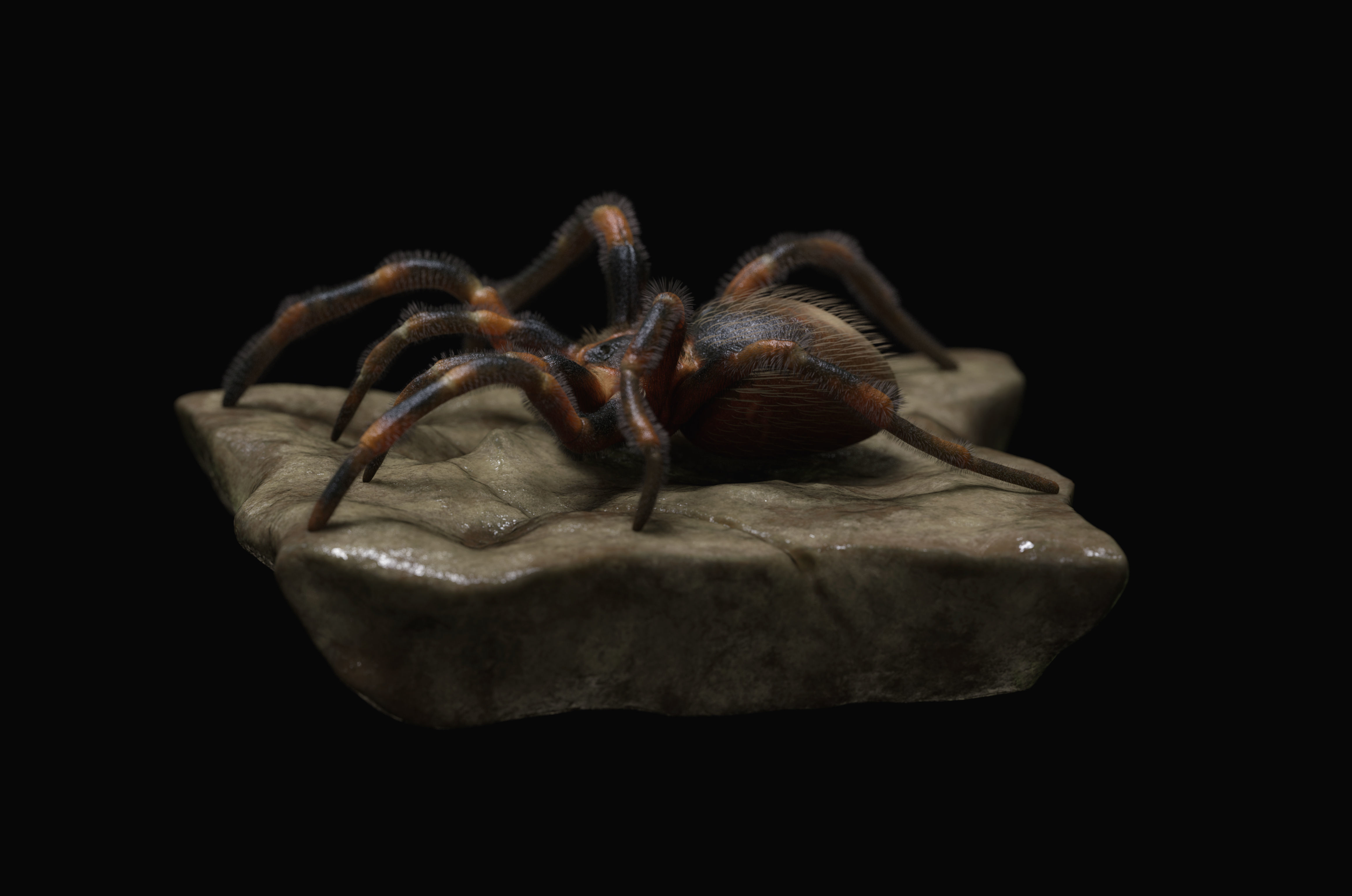 Red-knee Tarantula Brachypelma smithi  3D model_1