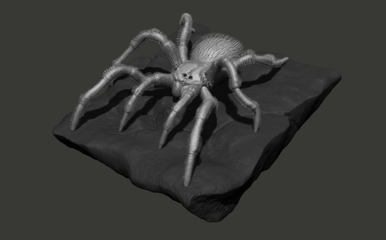 Red-knee Tarantula Brachypelma smithi  3D model_10