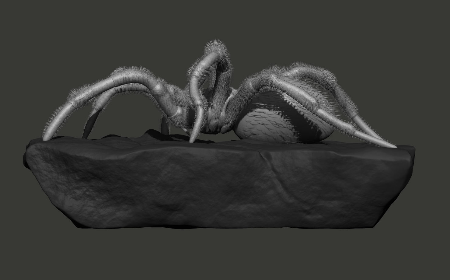 Red-knee Tarantula Brachypelma smithi  3D model_7