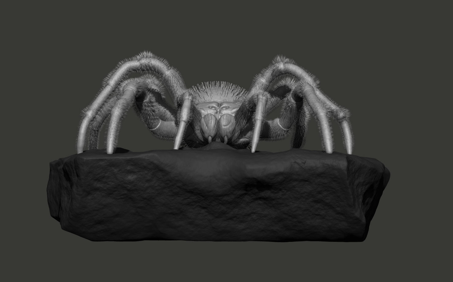 Red-knee Tarantula Brachypelma smithi  3D model_5