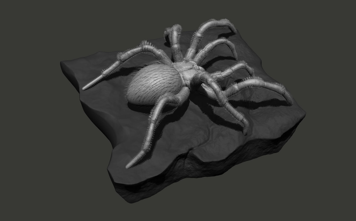 Red-knee Tarantula Brachypelma smithi  3D model_11