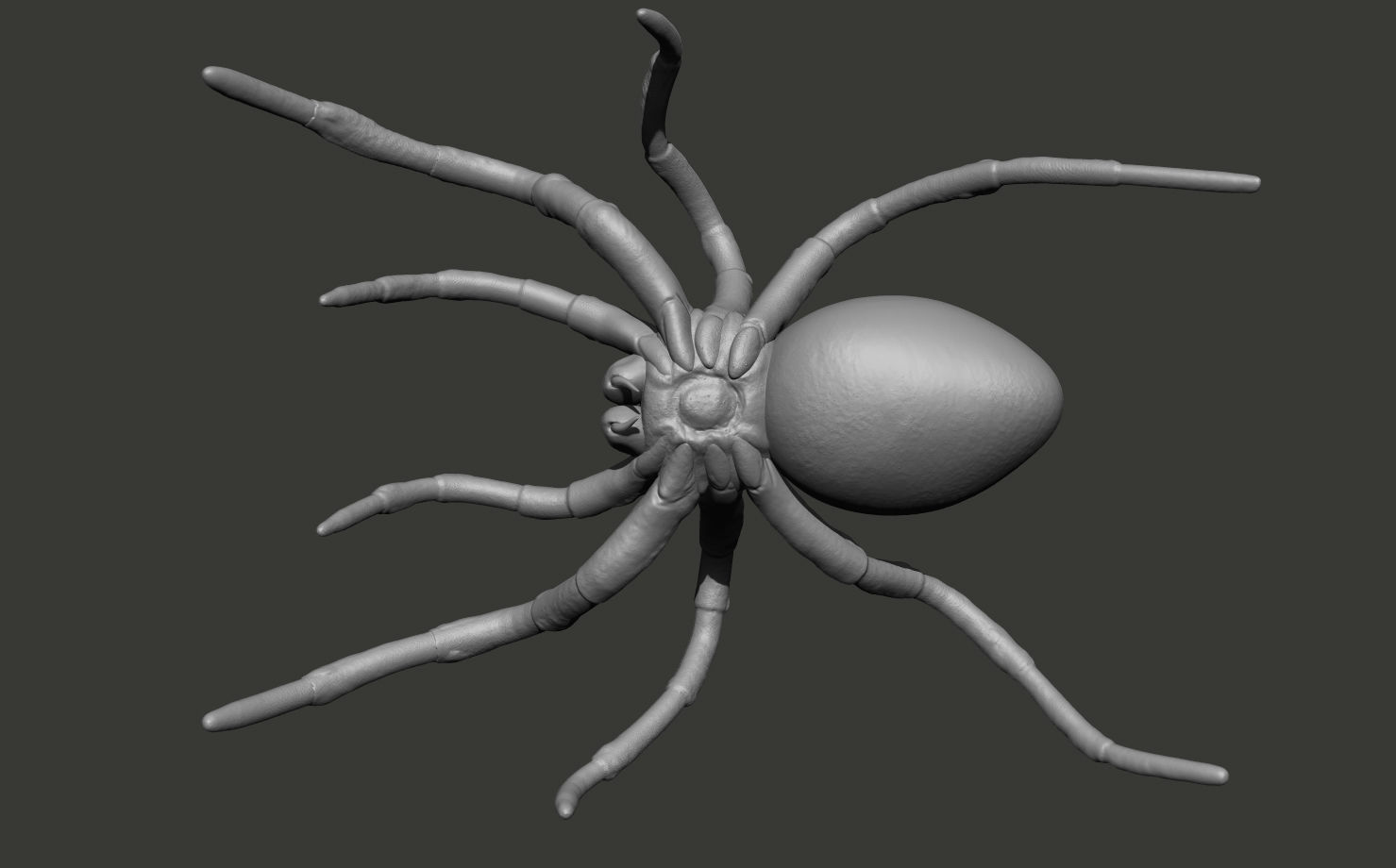 Red-knee Tarantula Brachypelma smithi  3D model_13