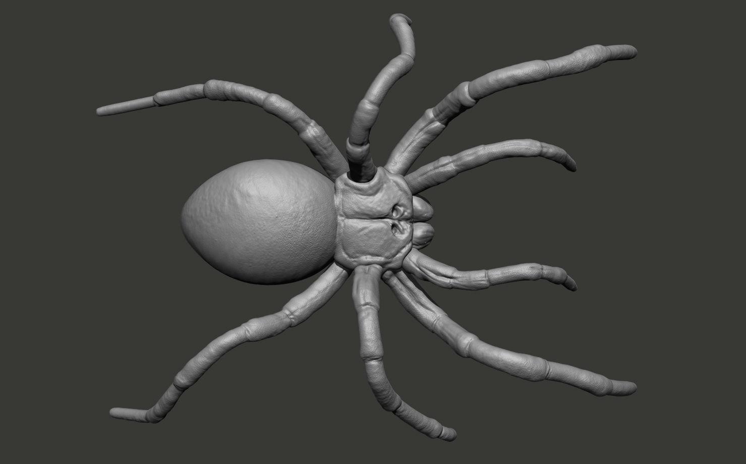 Red-knee Tarantula Brachypelma smithi  3D model_12