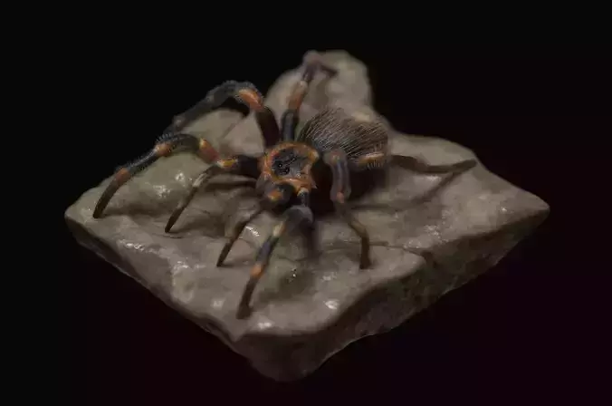 Red-knee Tarantula Brachypelma smithi  3D model Red-knee Tarantula Brachypelma smithi  3D model