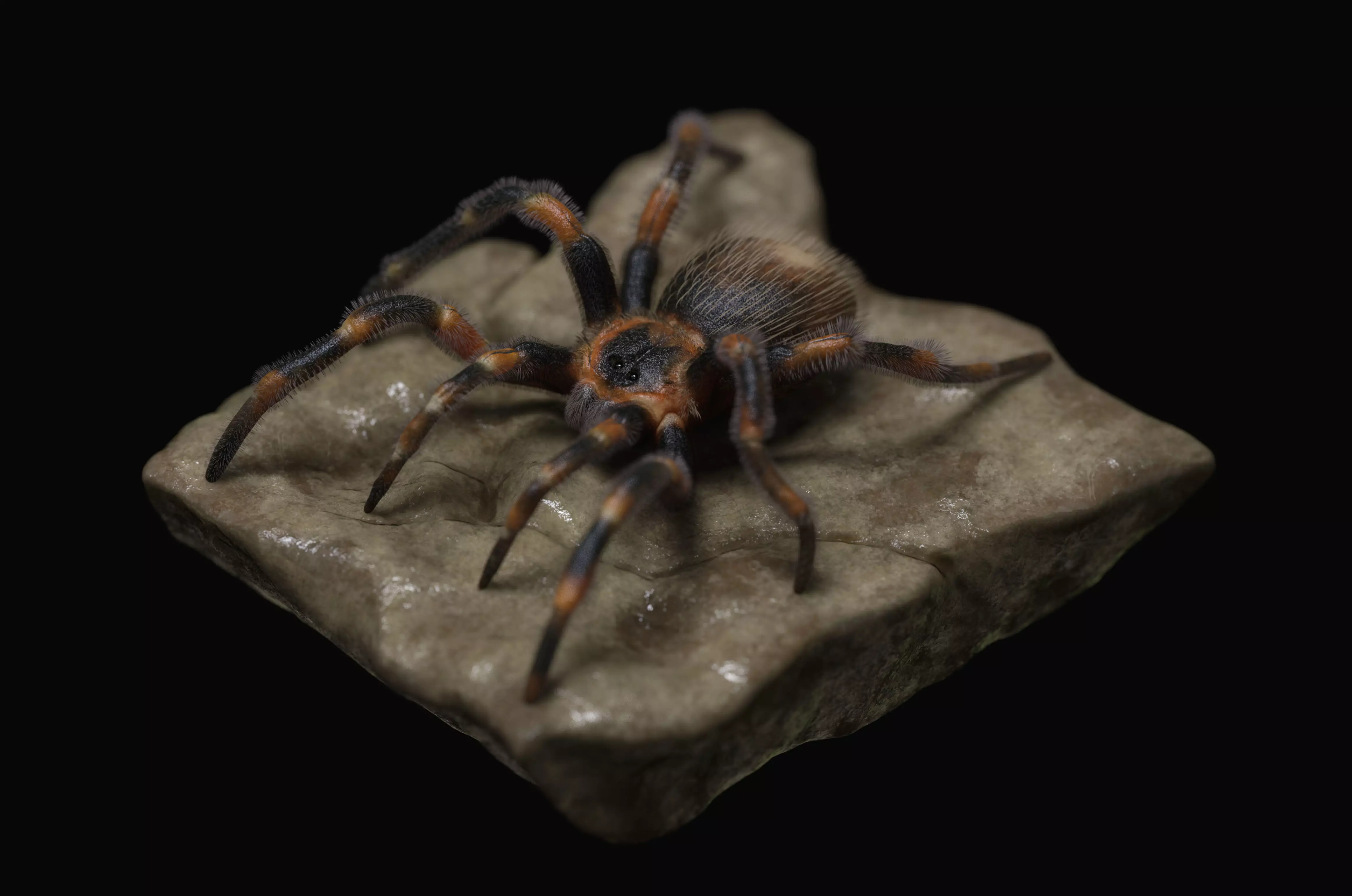 Red-knee Tarantula Brachypelma smithi  3D model_0
