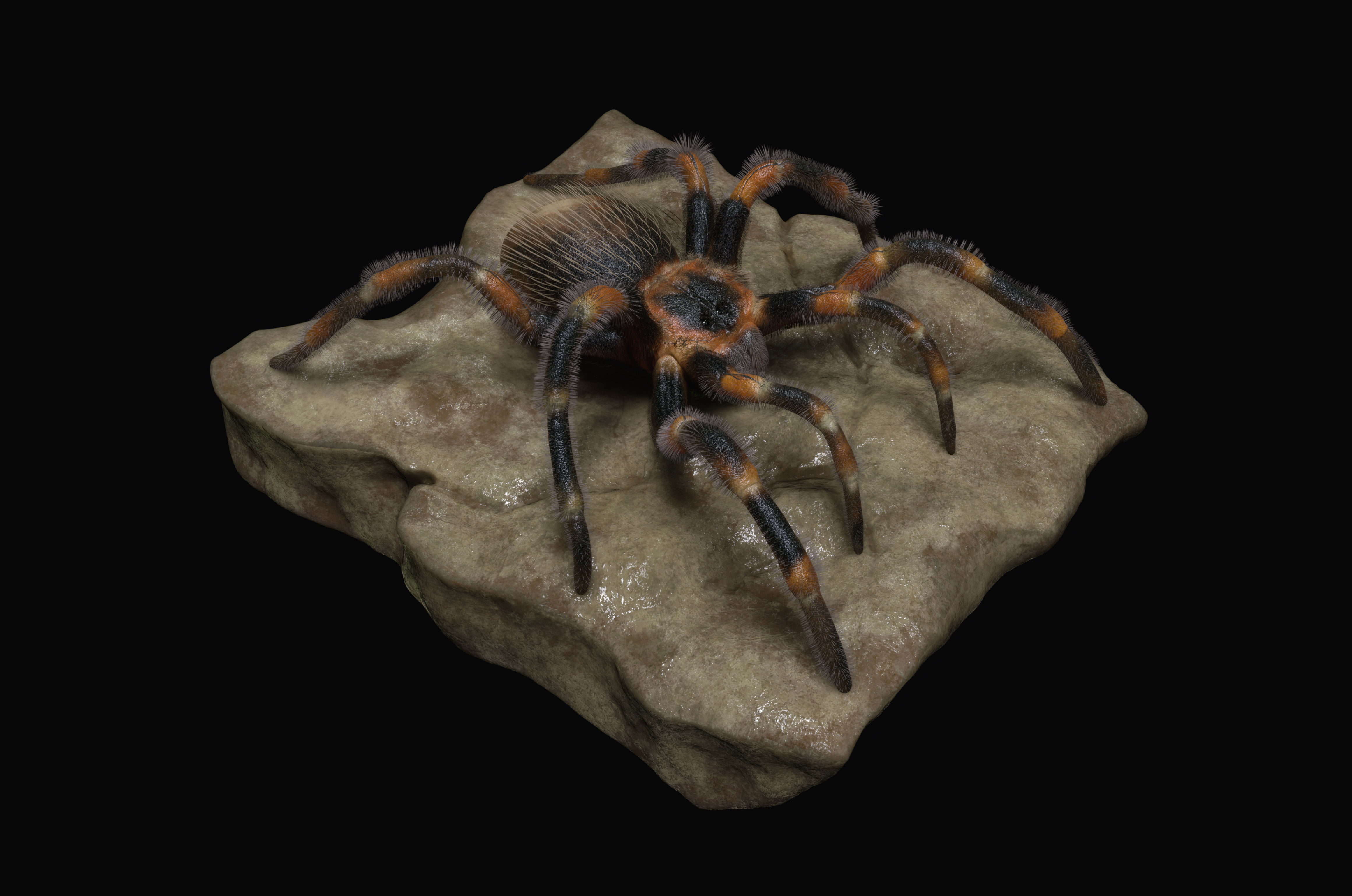 Red-knee Tarantula Brachypelma smithi  3D model_2