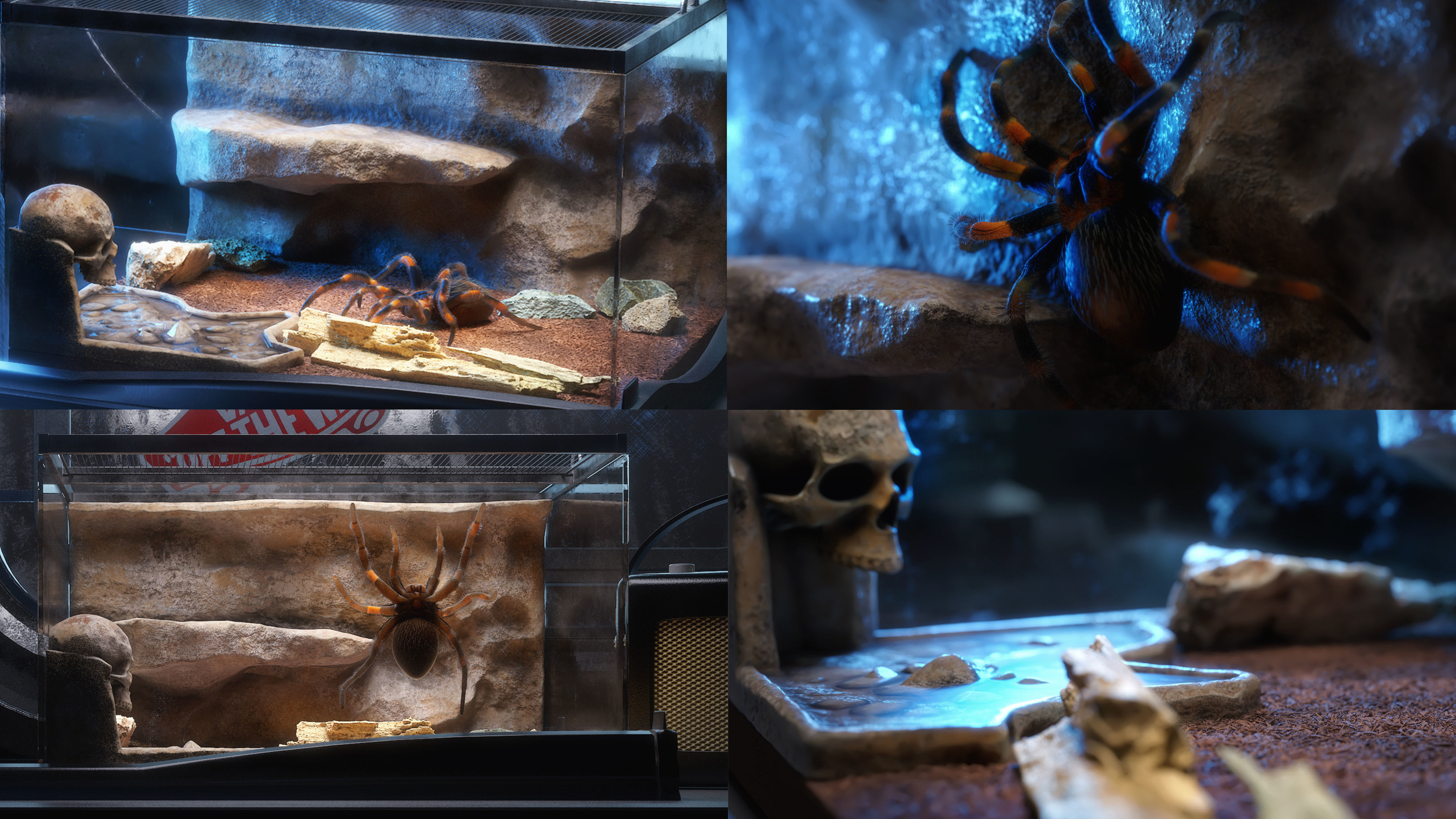 Red-knee Tarantula Brachypelma smithi  3D model_18