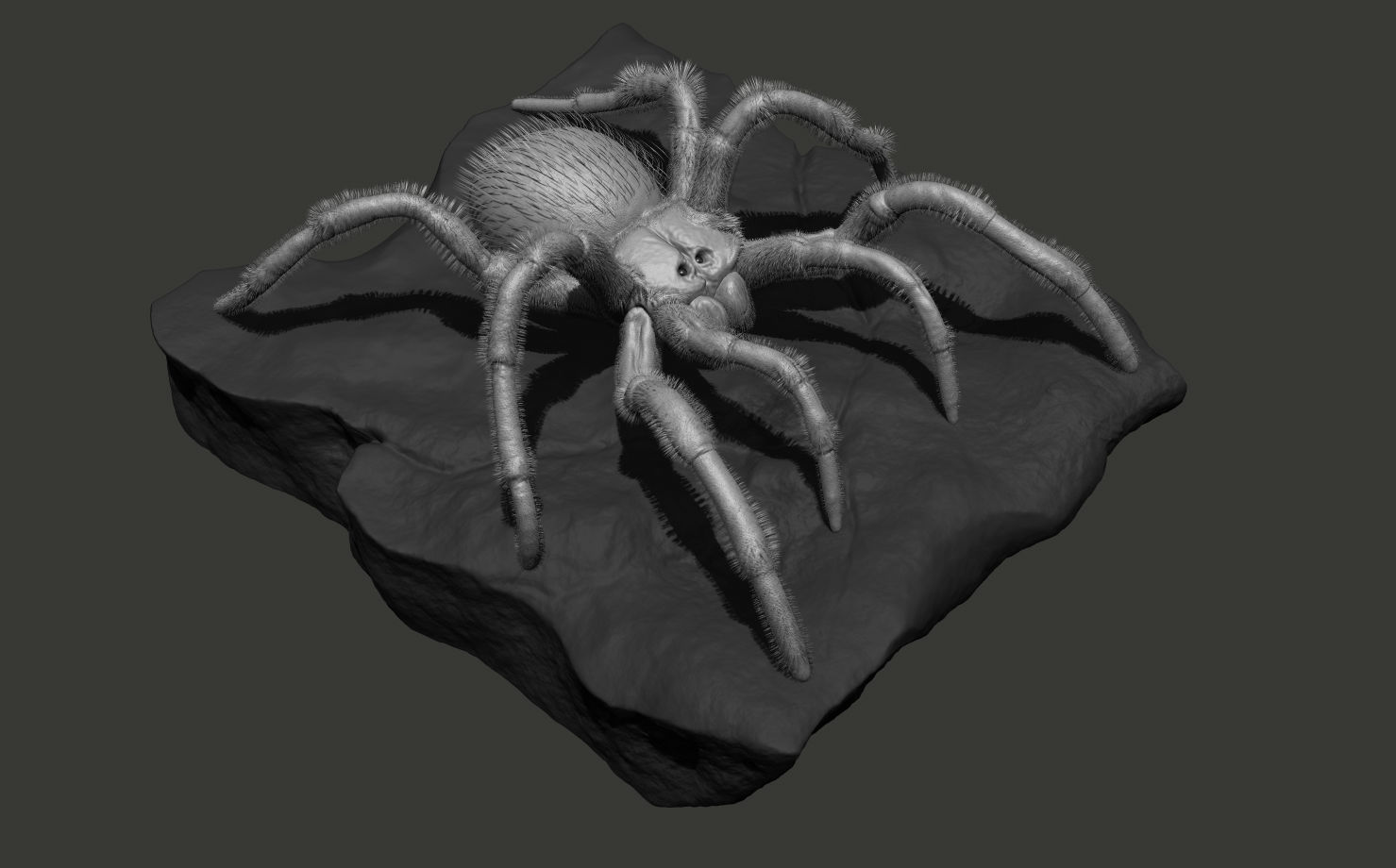 Red-knee Tarantula Brachypelma smithi  3D model_8