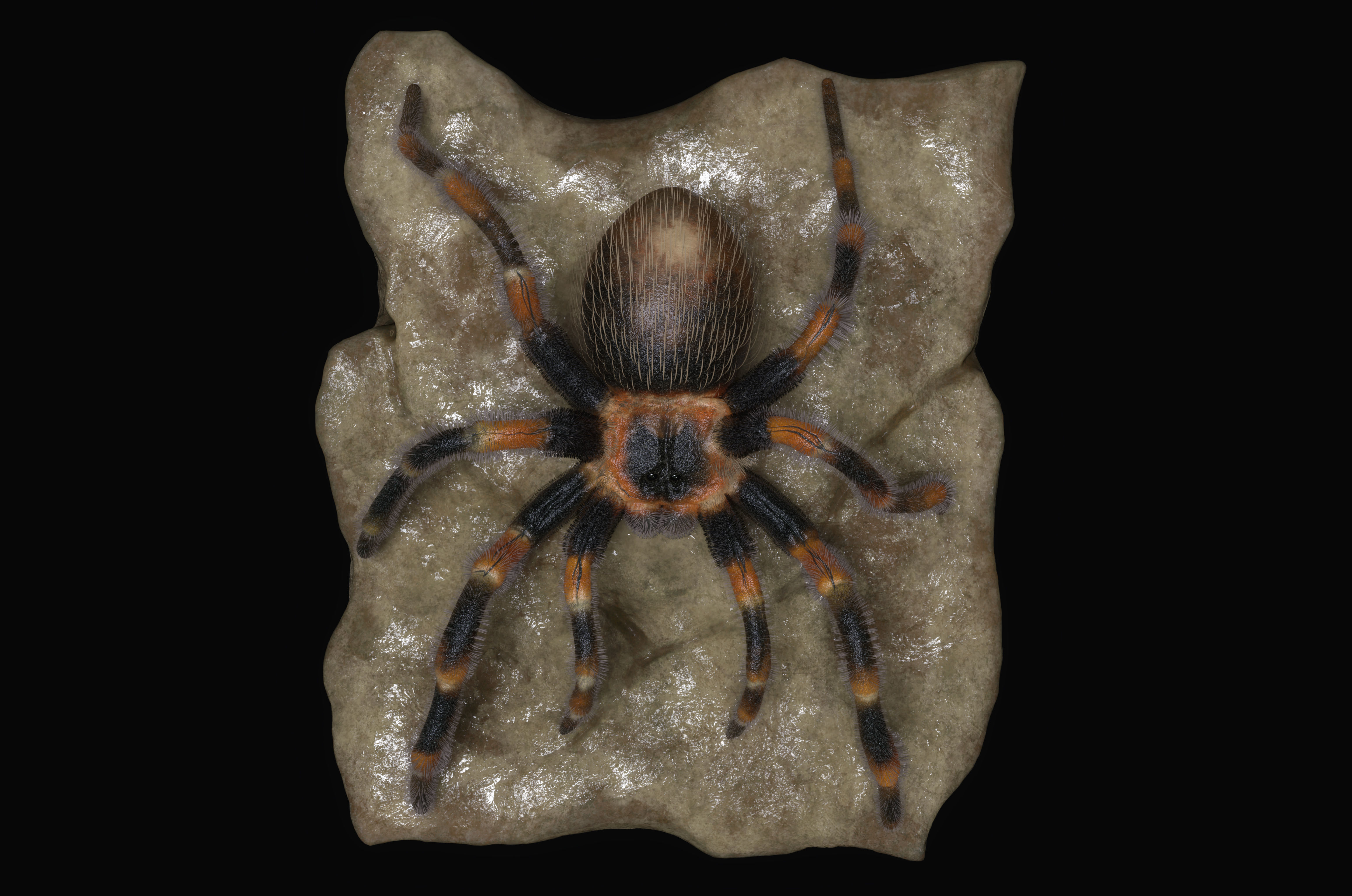 Red-knee Tarantula Brachypelma smithi  3D model_3