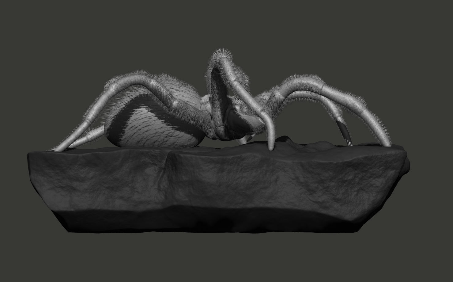 Red-knee Tarantula Brachypelma smithi  3D model_6